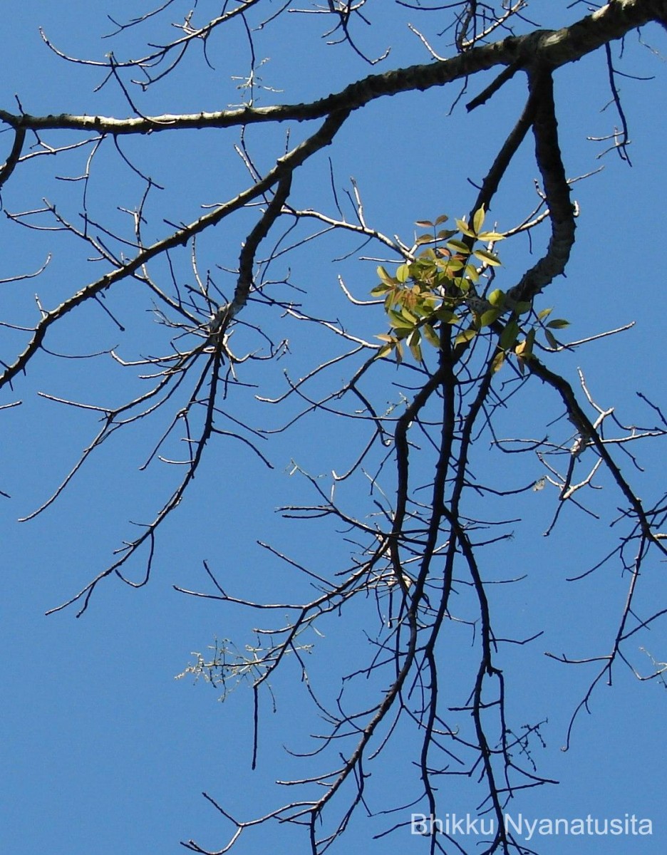 Spondias pinnata (L.f.) Kurz